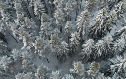 Talvinen ilmakuva metsästä.