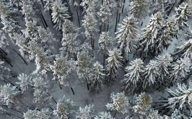 Talvinen ilmakuva metsästä.