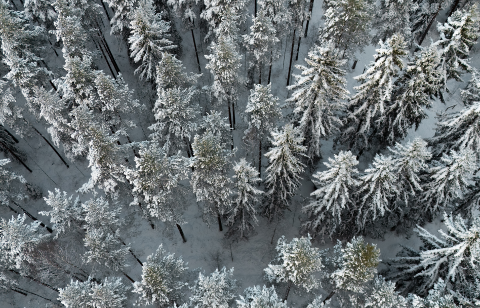 Talvinen ilmakuva metsästä.