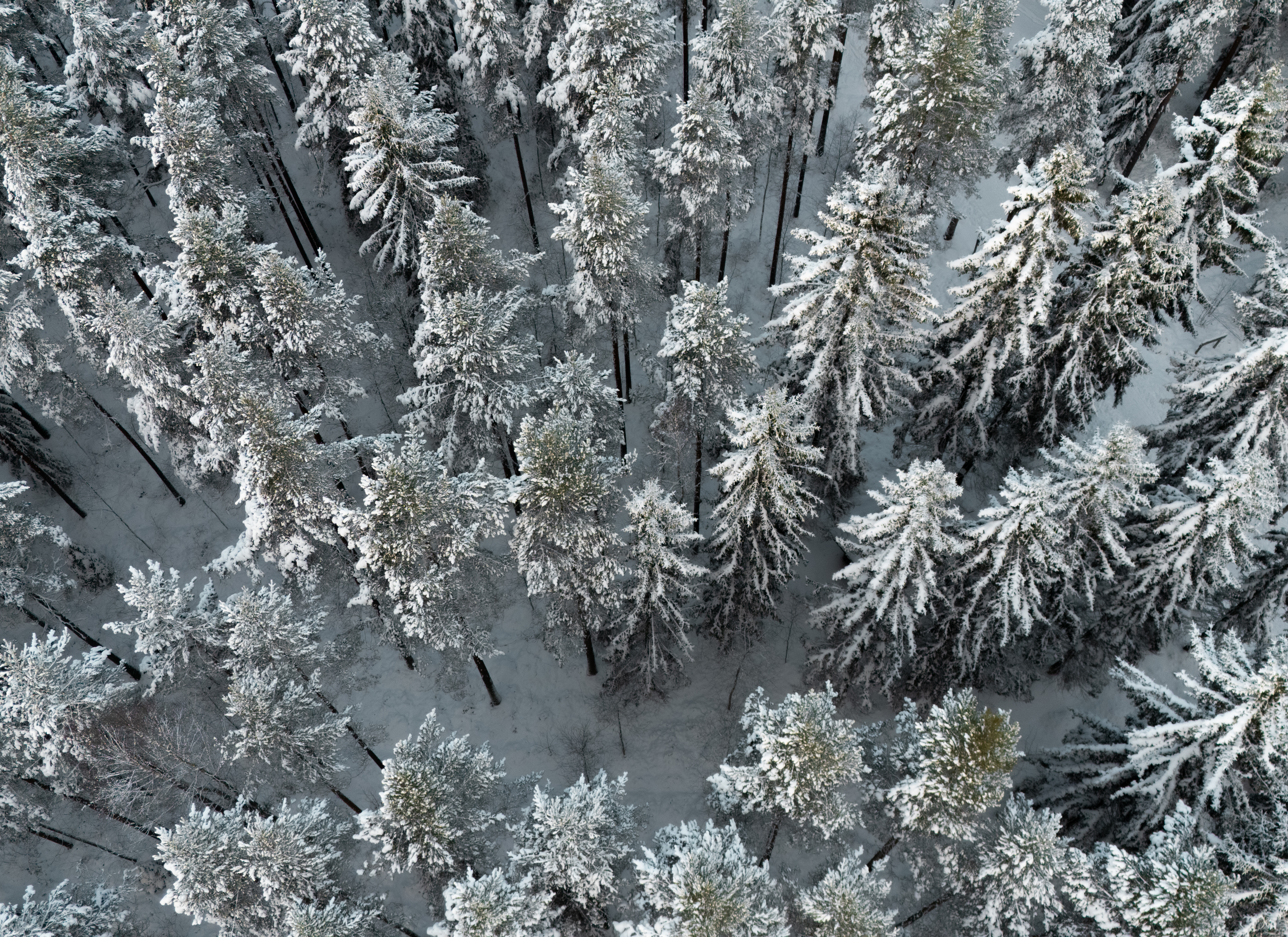 Talvinen ilmakuva metsästä.